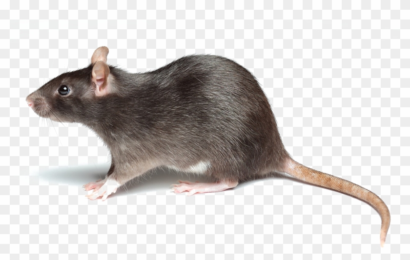 Rat Png Picture - Rat Png Clipart