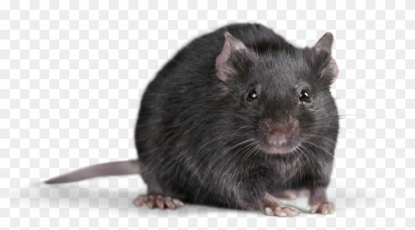 Rat Transparent Background Png - Rat Png Clipart #517781
