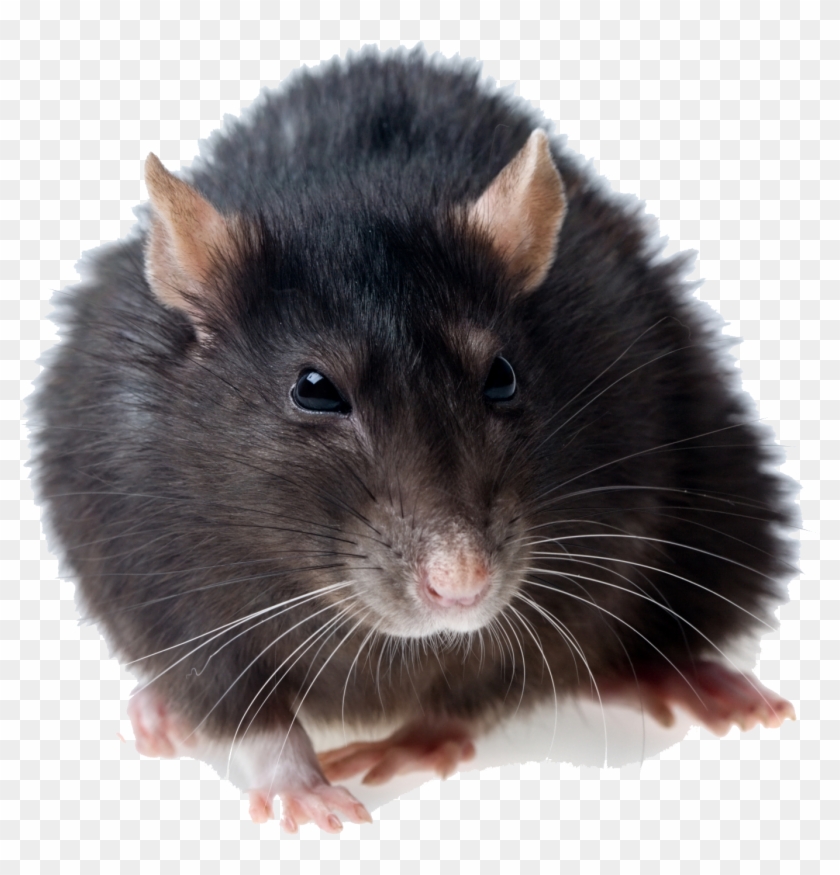 Rat Png Photos - Rat Png Clipart #517848