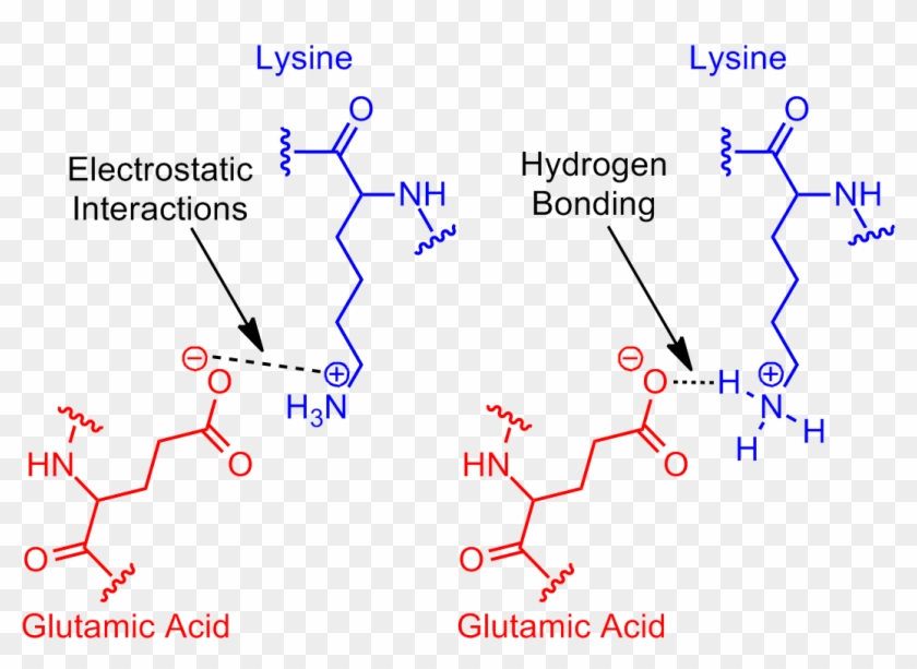 Next Revisit Glutamic Acid Lysine Salt Bridge - Salt Bridge Protein Clipart #518087