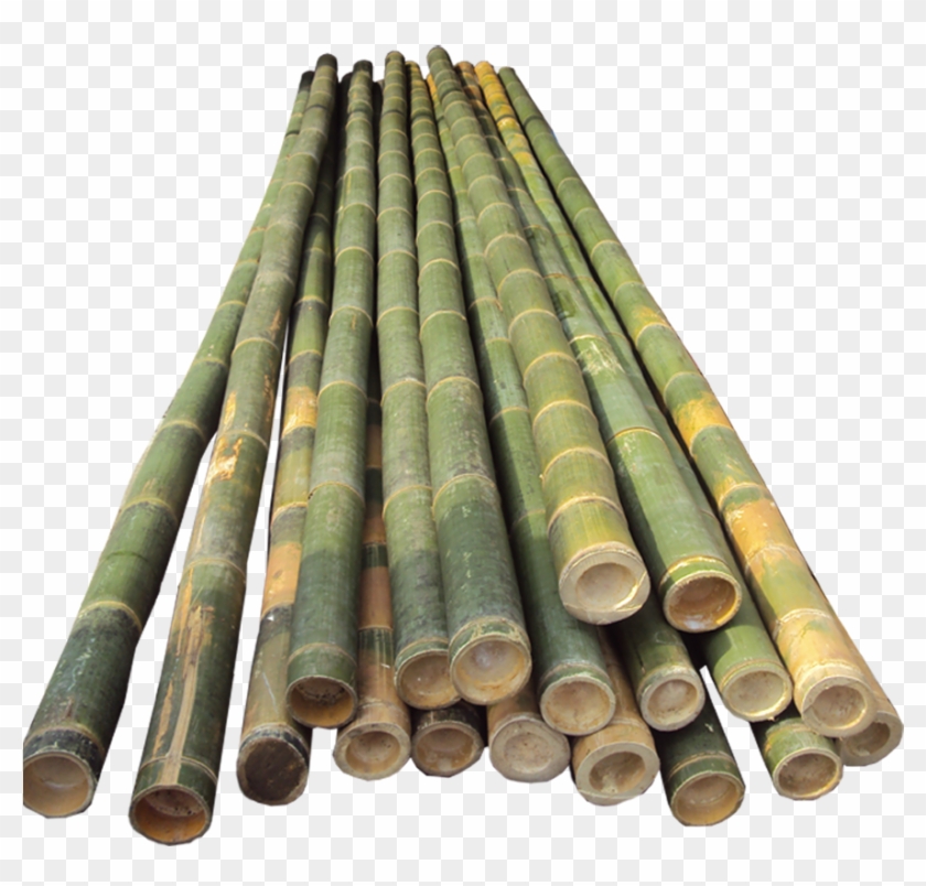 Bamboo Half Cut - Bamboo Pole Vault Poles Clipart #518152