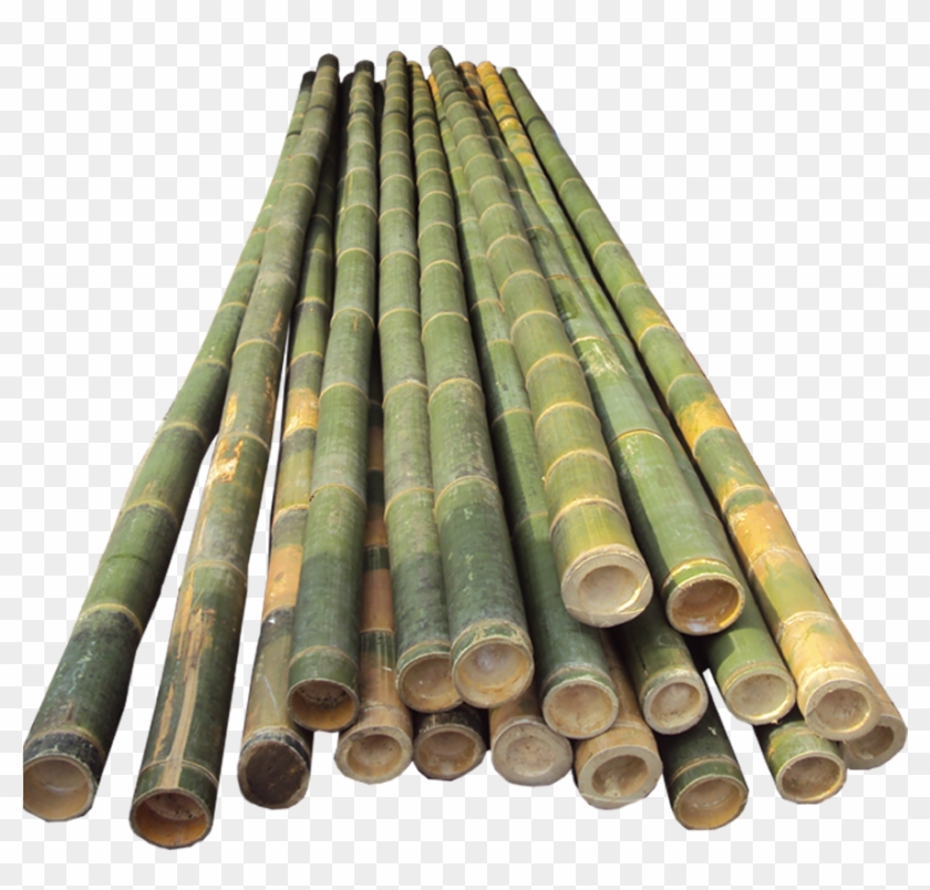 Bamboo Half Cut - Bamboo Pole Vault Poles Clipart