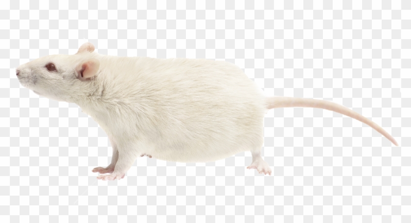 Rat Png Free Download - Mouse Clipart #518176