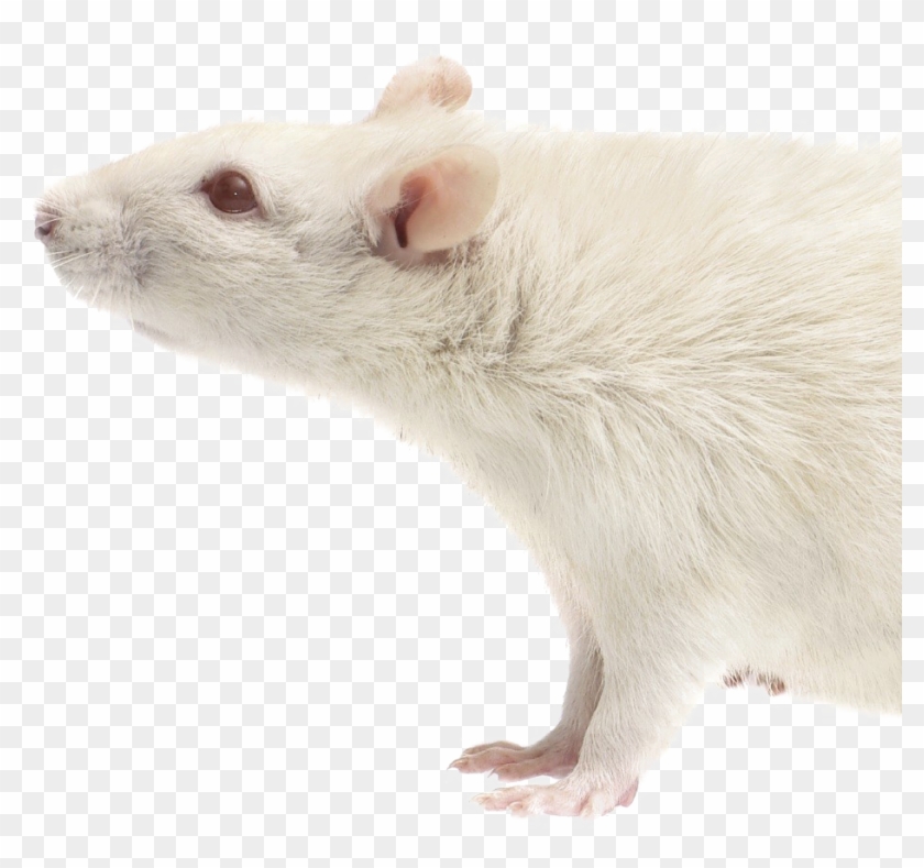 Rat Download Transparent Png Image - Mouse Clipart