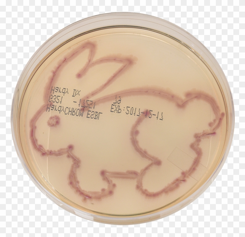 “easter Bunny” - Embroidery Clipart