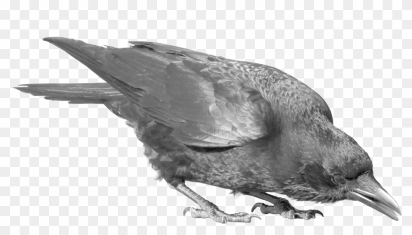Common Raven Png Image - Crow Transparent Clipart #518543
