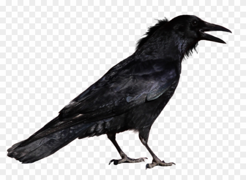 Common Raven Transparent Background - Raven Transparent Background Clipart