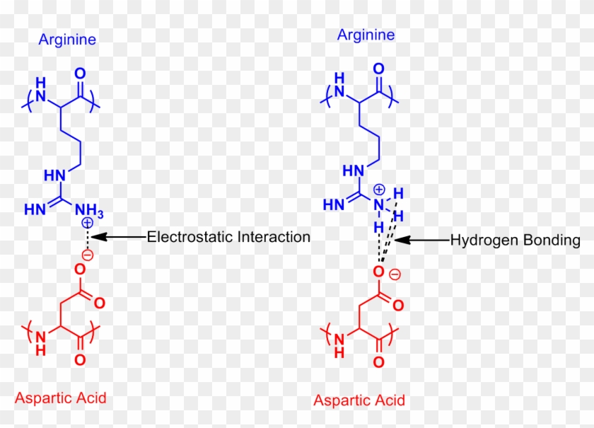 Arginine Aspartic Acid Salt Bridge - Arginine And Aspartic Acid Clipart #518852