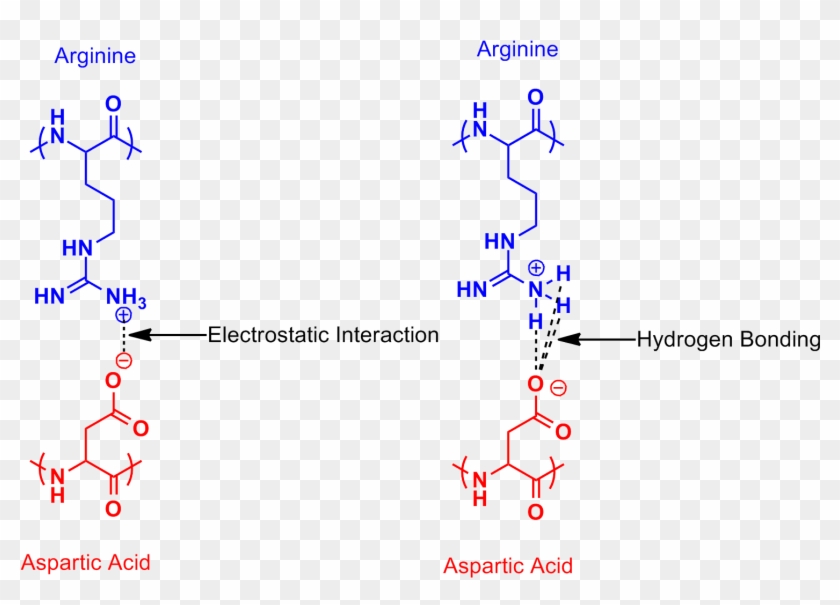 Arginine Aspartic Acid Salt Bridge - Arginine And Aspartic Acid Clipart