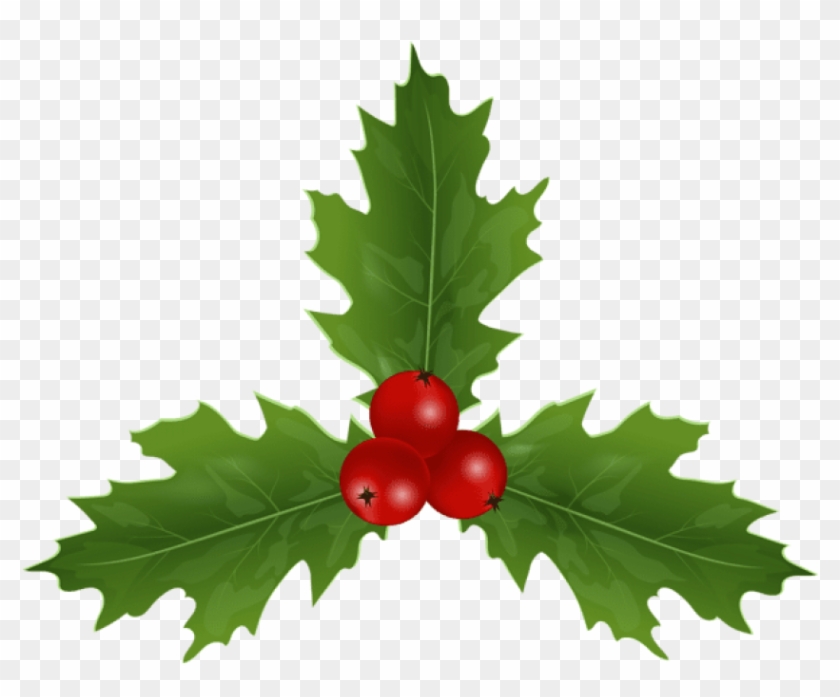 Free Png Christmas Holly Mistletoe Png Images Transparent - American Holly Clipart #518902