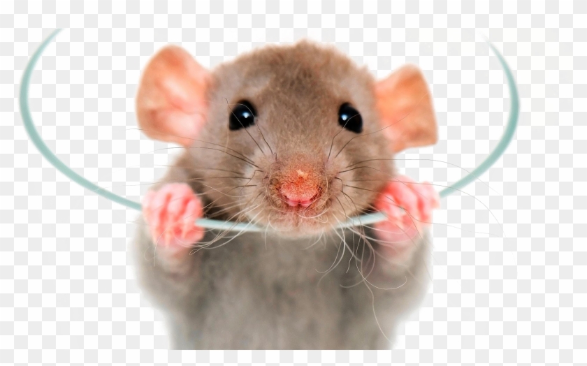 Rat Png Image - Pet Rats Clipart #518910