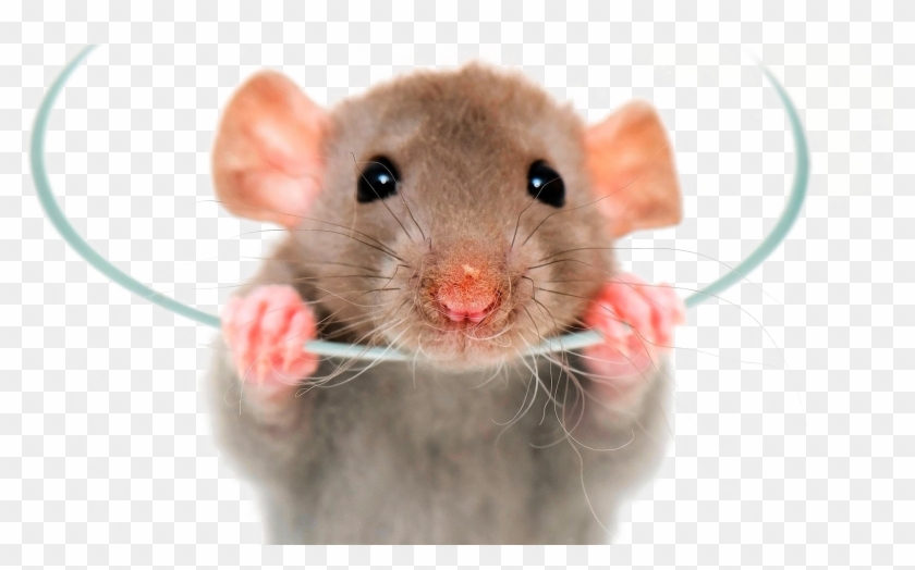 Rat Png Image - Pet Rats Clipart