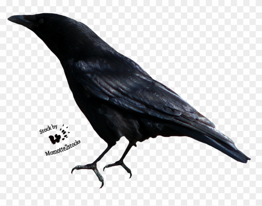 Svg Download Cut Out Stock Png Perching By Momotte - Black And White Image Of Crow Clipart