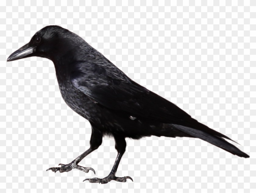 Crow - Black And White Image Of Crow Clipart