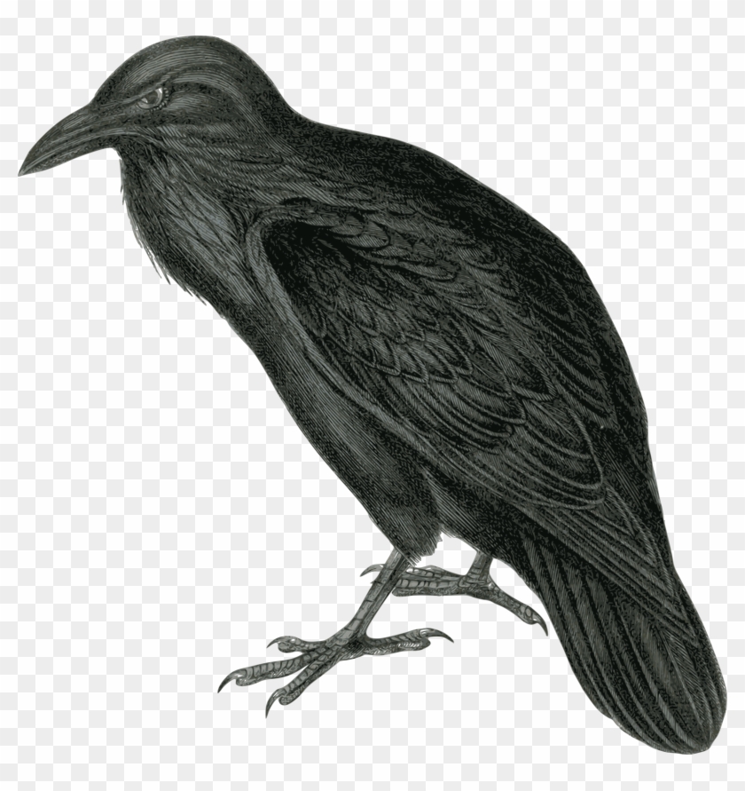Raven Clipart - Png Download #519350