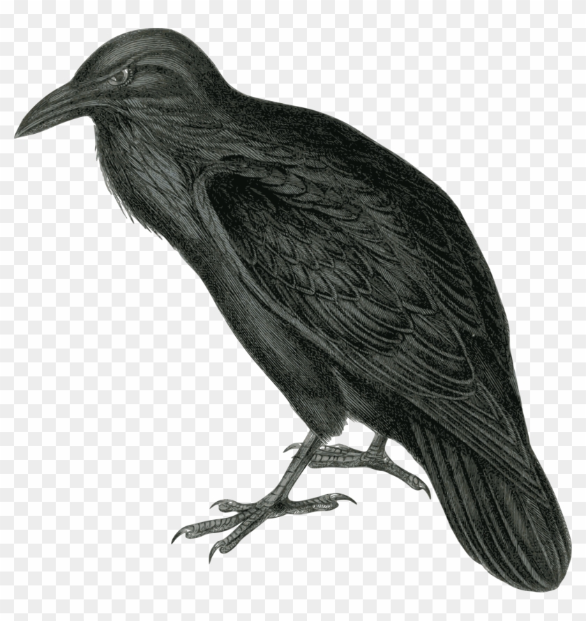 Raven Clipart - Png Download
