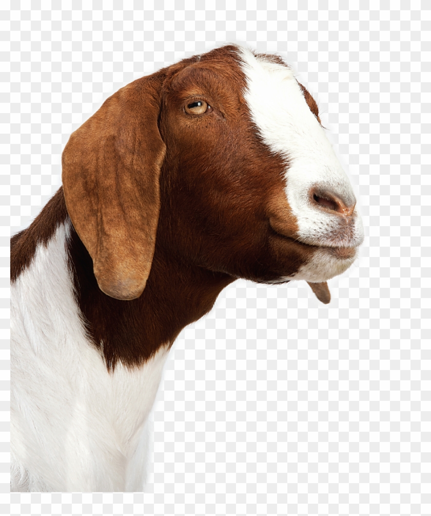 Goat Png Image Clipart