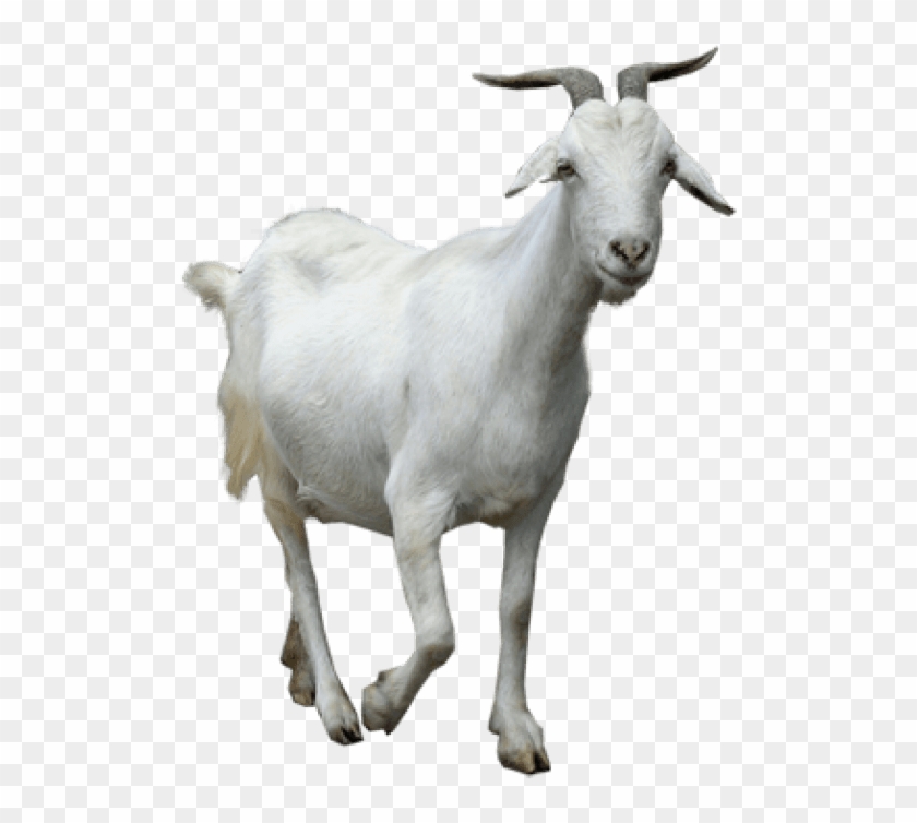 Free Png Download Goat Png Images Background Png Images - Baker Mayfield The Goat Clipart #519458