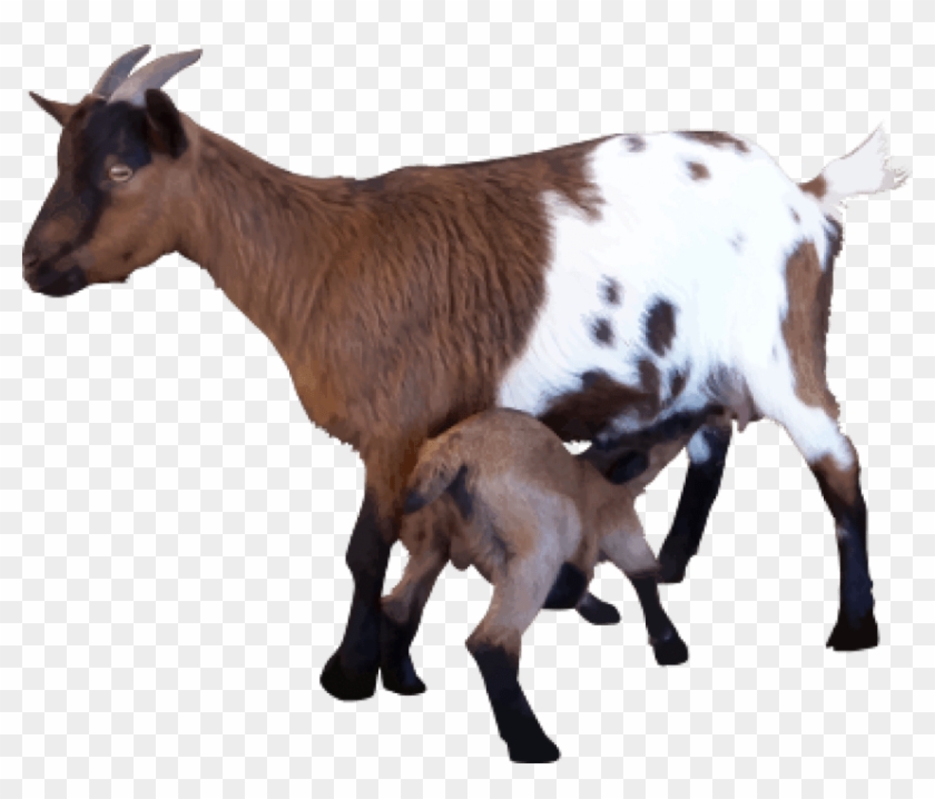 Free Png Download Goat Png Images Background Png Images - Goats Png Clipart #519569