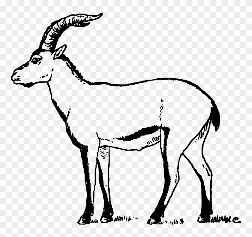 Portuguese Ibex Cabrera Goat - Goat Png Drawing Clipart