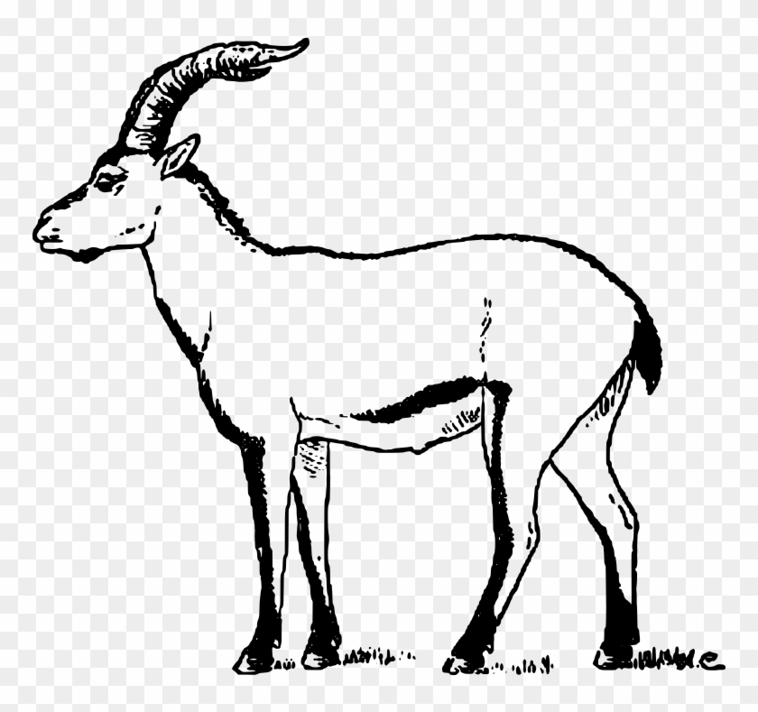 Portuguese Ibex Cabrera Goat - Goat Png Drawing Clipart #519960