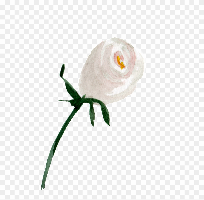 This Graphics Is White Watercolor Hand Painted Flowers - Garden Roses Clipart #5100632