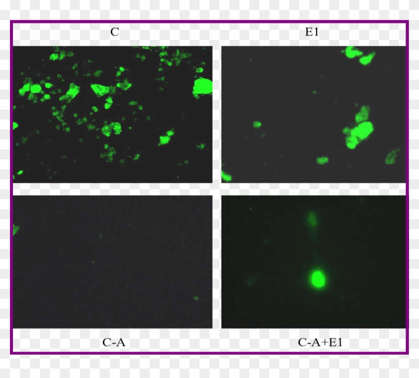 Effect Of Β-e On Mitochondrial Viability Observed By - Janus Green B Mitochondria Clipart