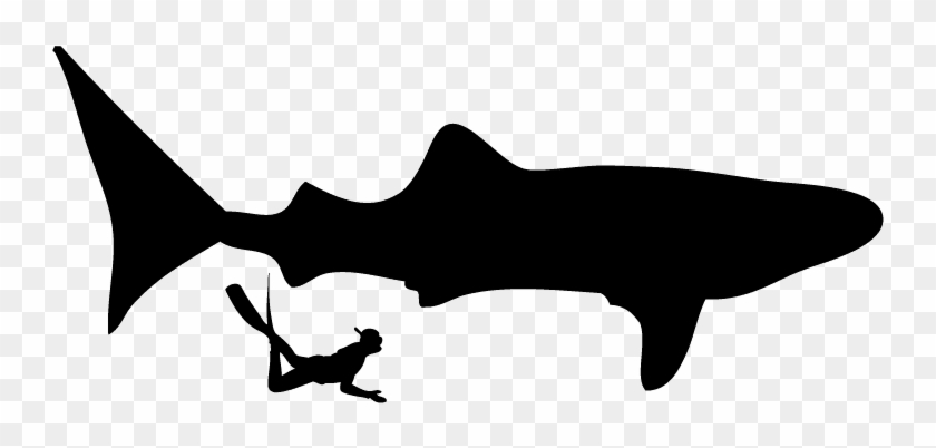 These Guys Were Huge They Were About 25 Feet Long In - Scuba Diver Silhouette Clipart #5103339