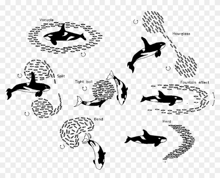 Schematic Presentation Of Observed And Recorded Antipredator - Illustration Clipart