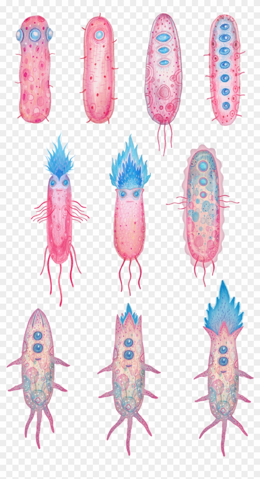 Crayfish , Png Download - Illustration Clipart