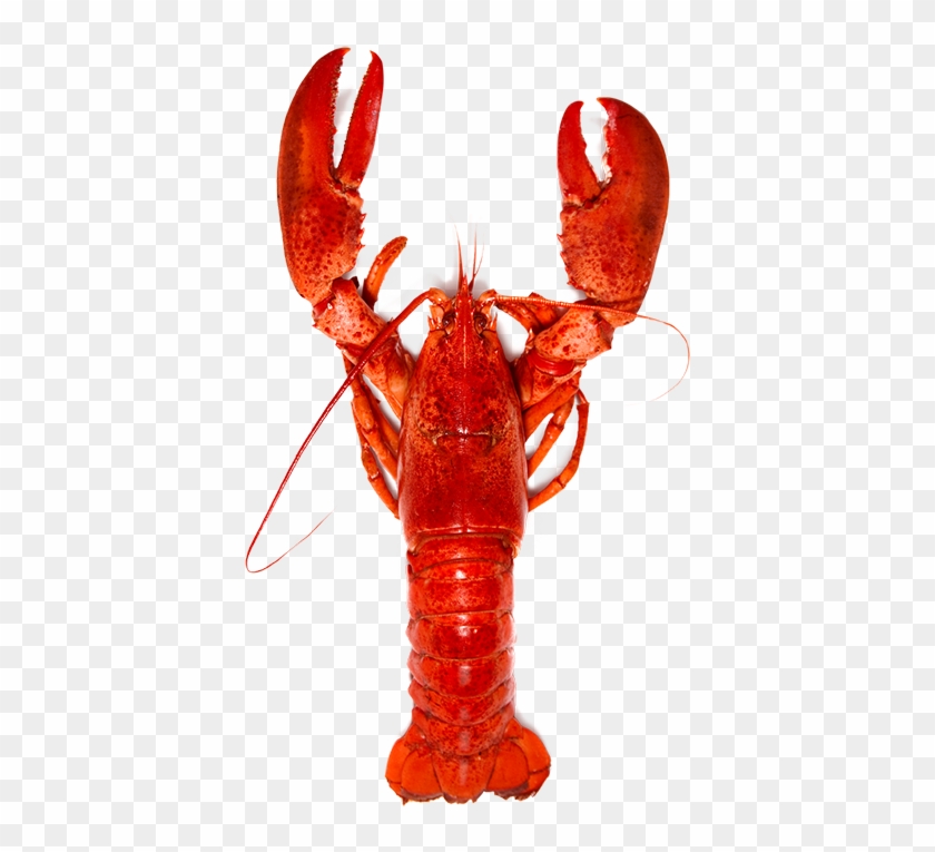 Download Lobster Animals Png Transparent Images Transparent - American Lobster Clipart