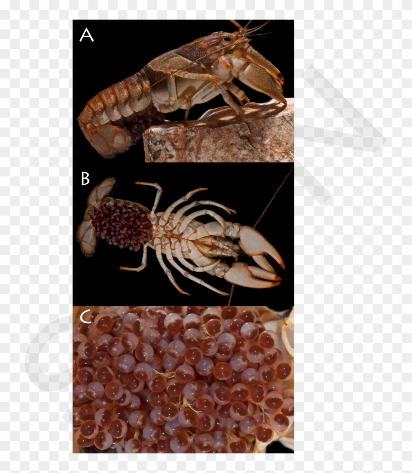 A Female Ringed Crayfish In Berry - Dendrobranchiata Clipart #5105205