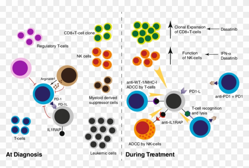 At Diagnosis The Function Of The Immune System Is Impaired - Circle Clipart #5107002