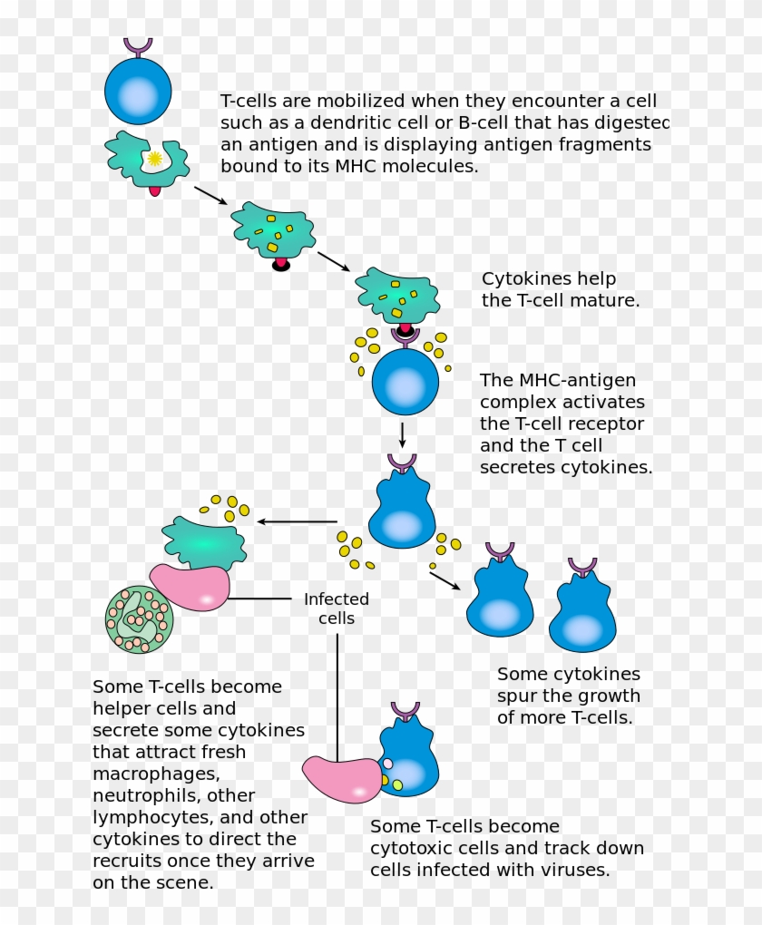 T Cells Are Responsible For Cell-mediated Immunity - T Cell Activation Summary Clipart