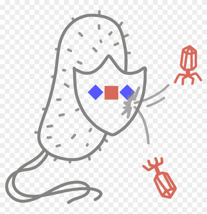 An Adaptive Immune System Found In Bacteria And Archaea, Clipart #5108128