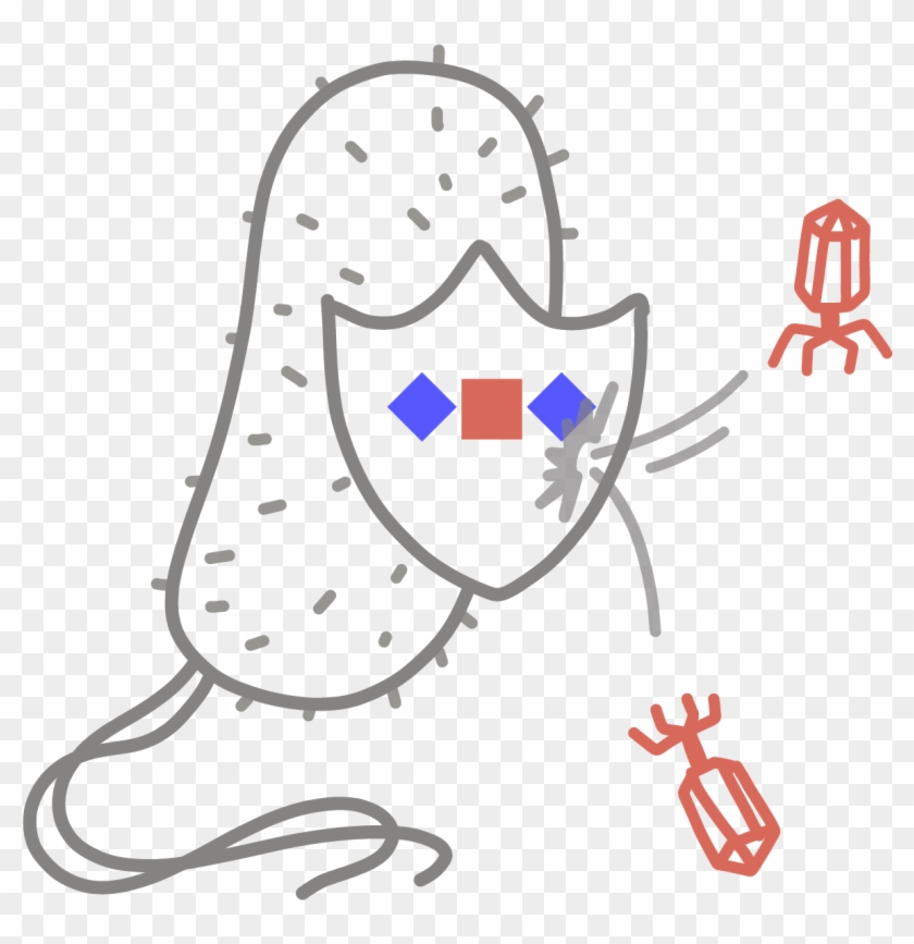 An Adaptive Immune System Found In Bacteria And Archaea, Clipart