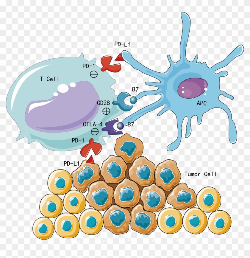 Restoring Immune System Function - Cells Clip Art Png Transparent Png