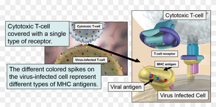 Mhc Class I Molecules Clipart