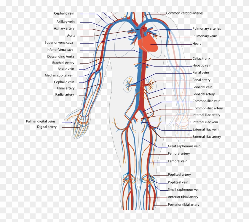 Immune System Disorders - Blood Path From Toe To Heart Clipart
