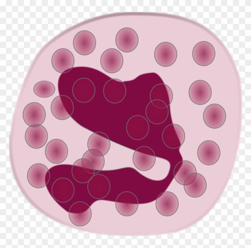 White Blood Cell Eosinophil Neutrophil Immune System - Eosinophil Clipart - Png Download