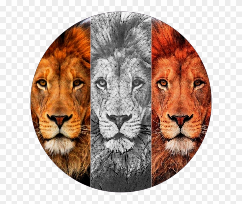 Sketch N Cartoonize 4 - Wildlife Heritage Foundation Clipart