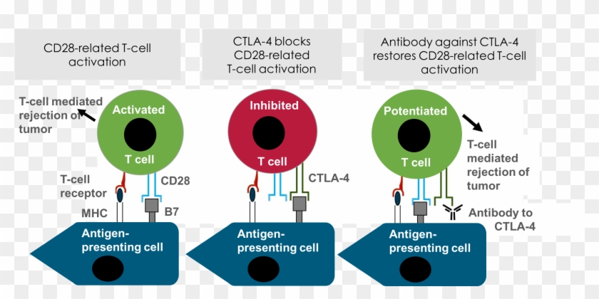 Ctla4 In The Immune System - T Cell Priming Ctla4 Clipart #5109006