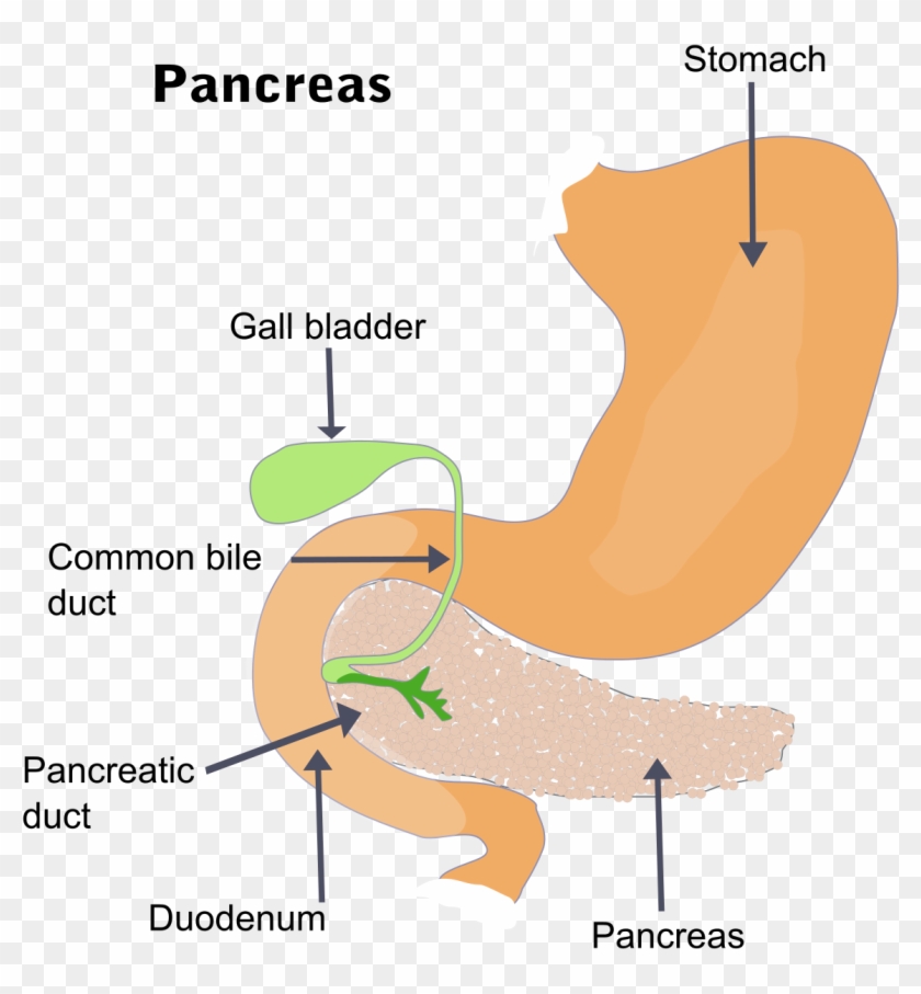 Pancreatitis - Gall Bladder Clipart #5110257