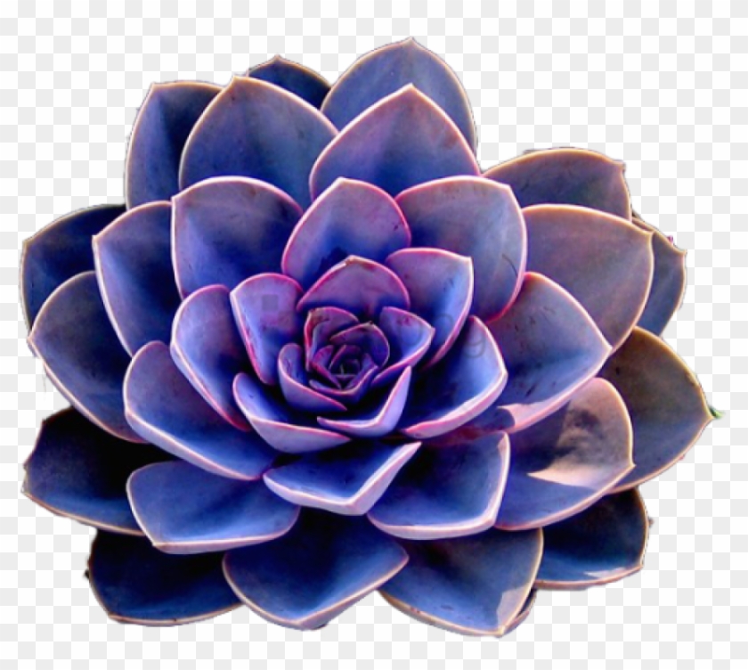 Blue Transparent Flower Crown Png Image With Transparent - 多肉 植物 青 系 Clipart #5111010