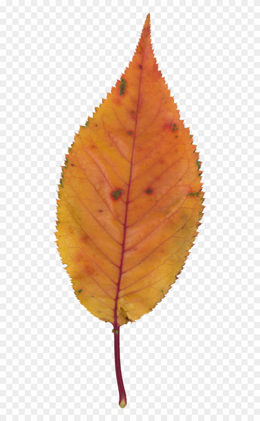 Autumnal Leaves,cherry,fallen Leaves,separation - Autumn Clipart #5111095