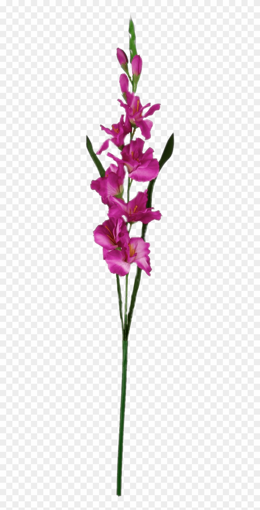 Dark Pink Gladiolus - Cattleya Elongata Clipart