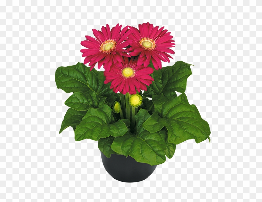 Dark Purple - Barberton Daisy Clipart