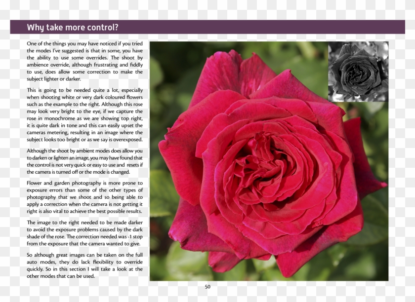 Joomla Plugins - Garden Roses Clipart #5111518