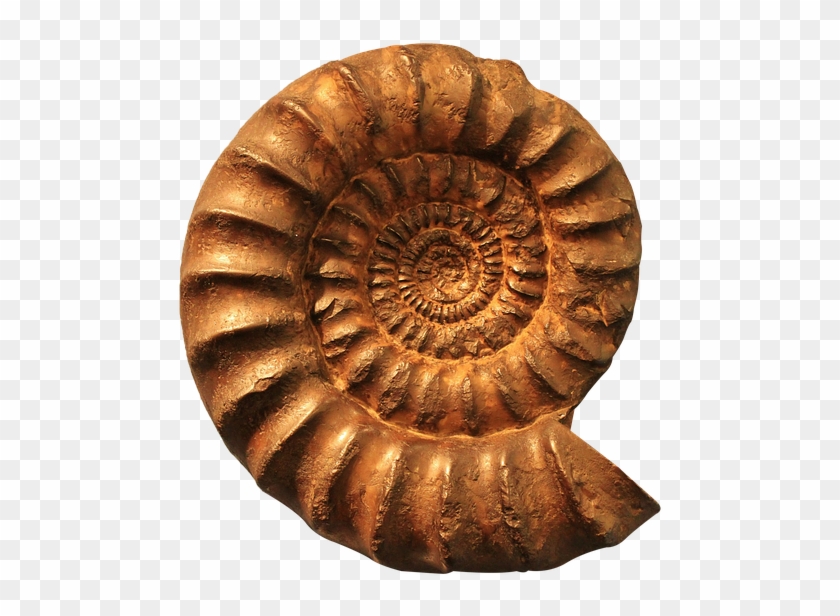 Ammonite, Fossil, Png - Ammonite Fossils Clipart #5111918