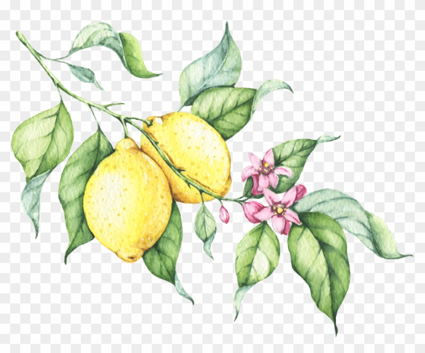 A Food Blog With - Lemon Tree Leaf Drawing Clipart #5112778